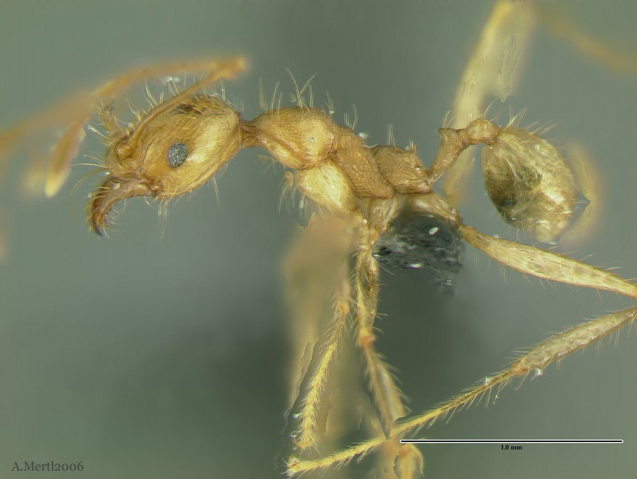 pheidole peruviana