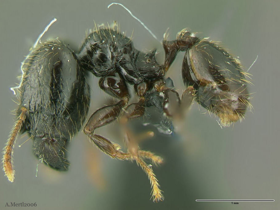 pheidole allarmata