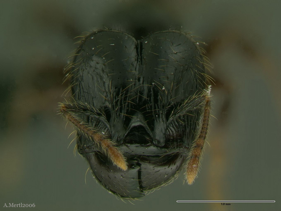 pheidole allarmata