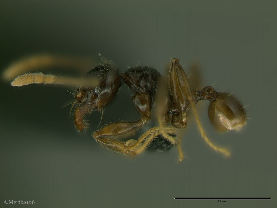 pheidole allarmata