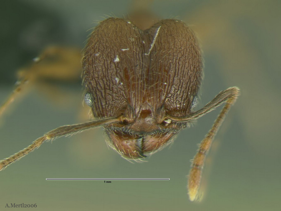 pheidole alm031