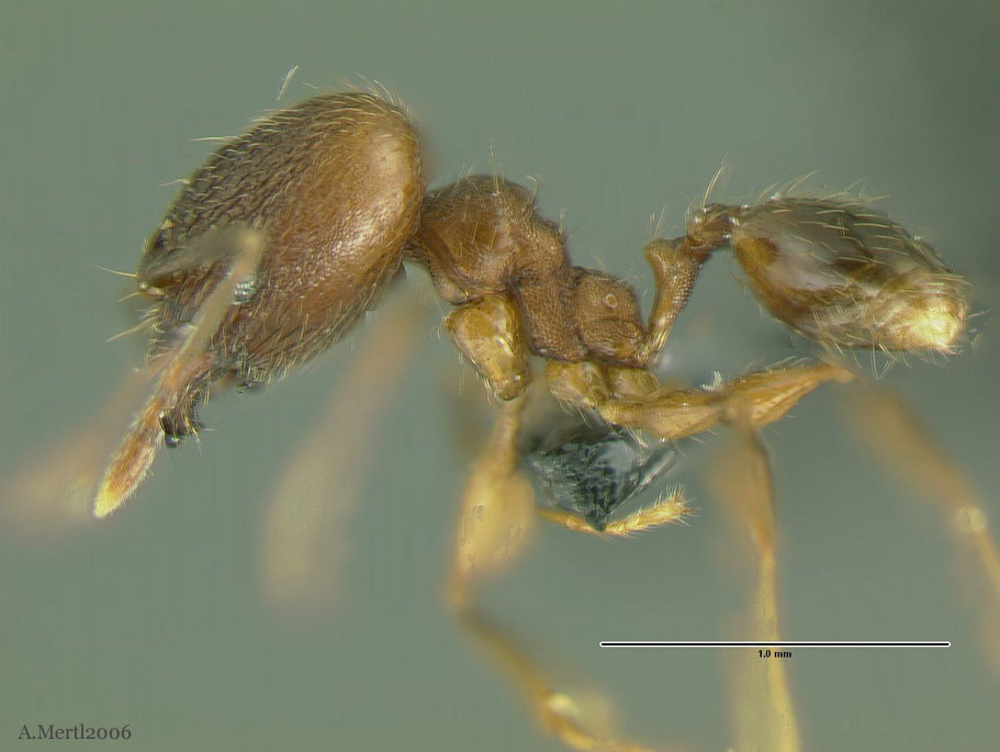 pheidole alm031