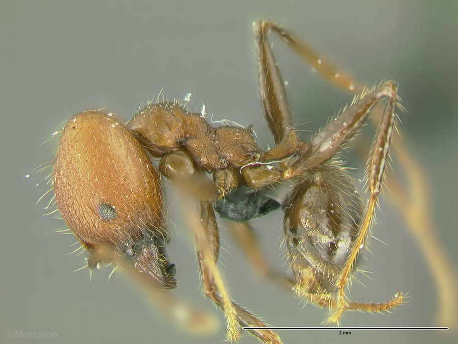 biconstricta