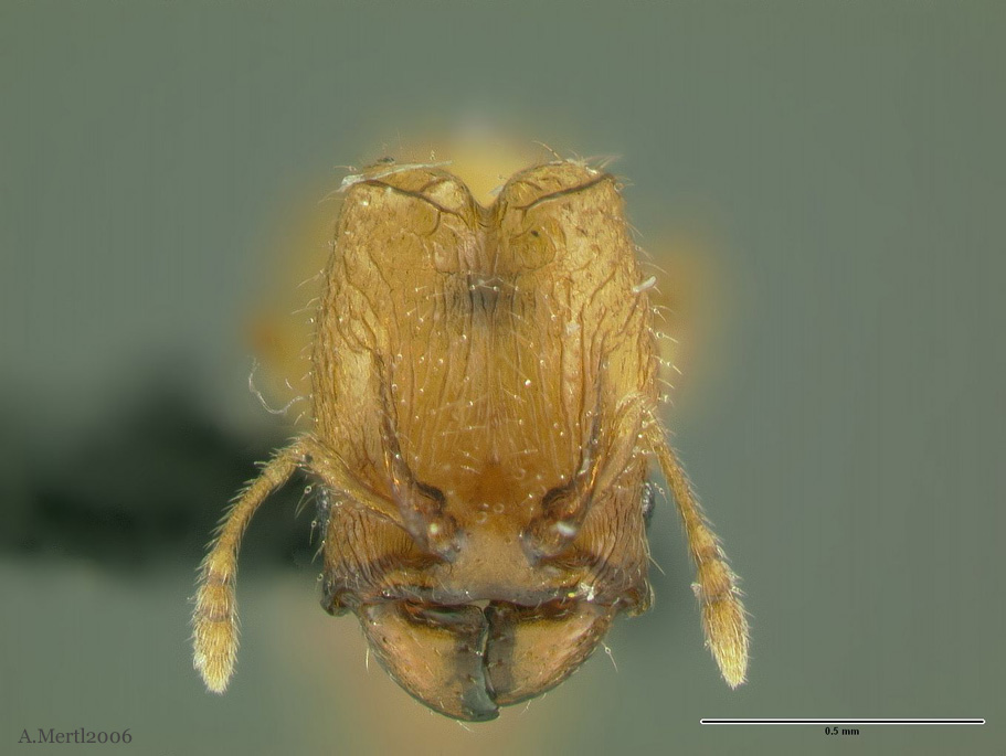 pheidole fracticeps