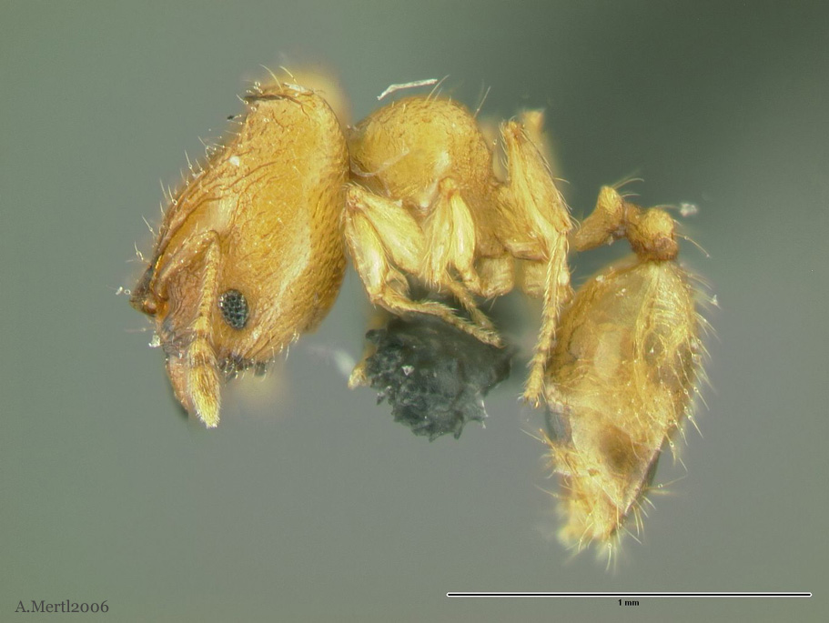 pheidole fracticeps