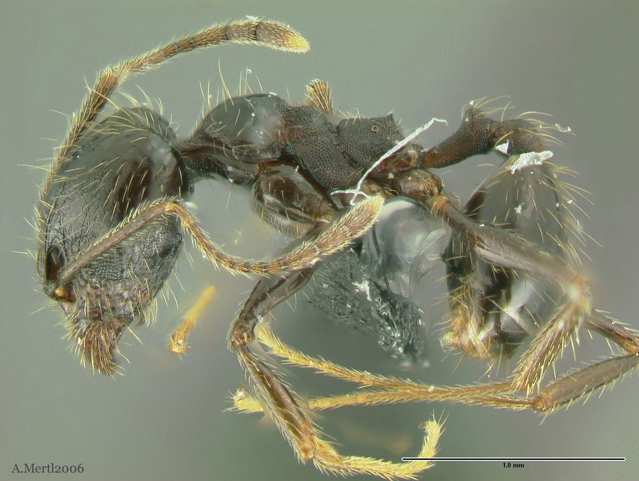 pheidole haskinsorum