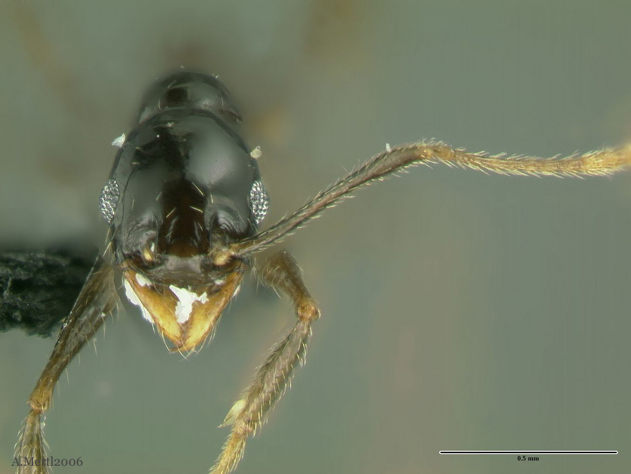 pheidole haskinsorum