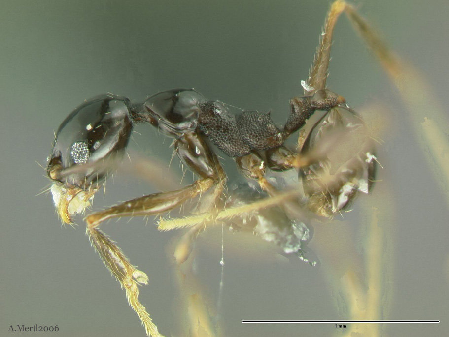 pheidole haskinsorum