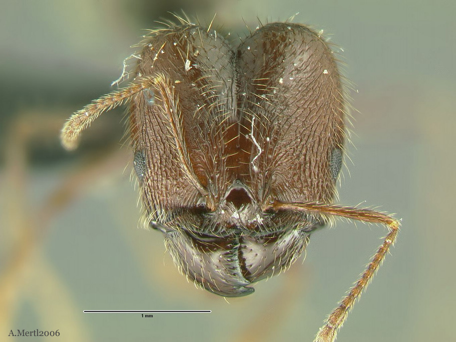 pheidole huacana