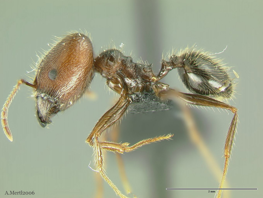 pheidole huacana