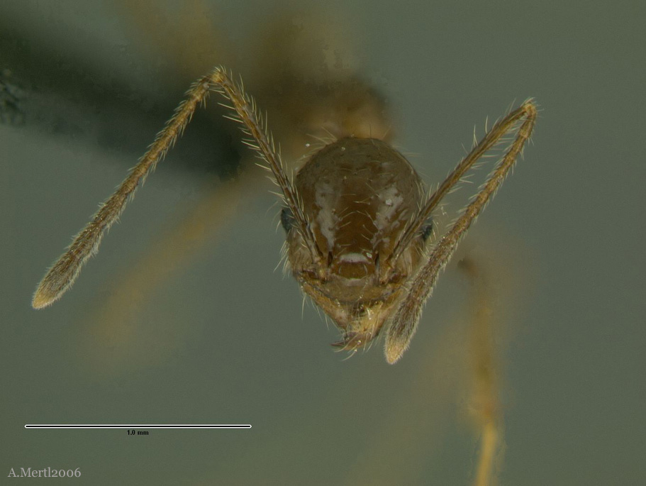 pheidole huacana