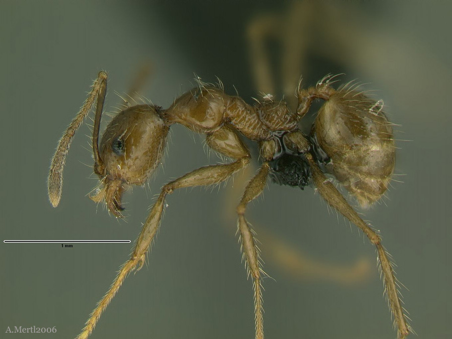 pheidole huacana