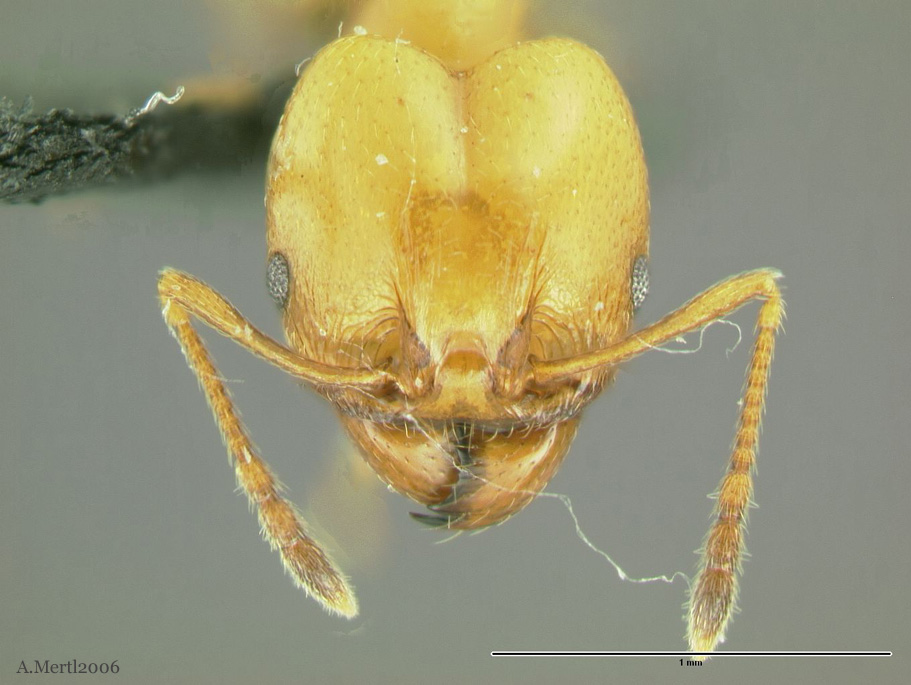 pheidole laidlowi