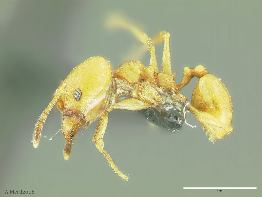 pheidole laidlowi