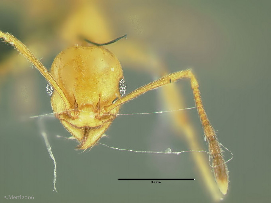 pheidole laidlowi