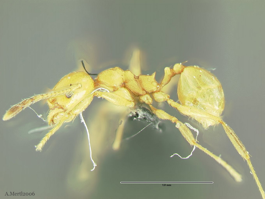 pheidole laidlowi