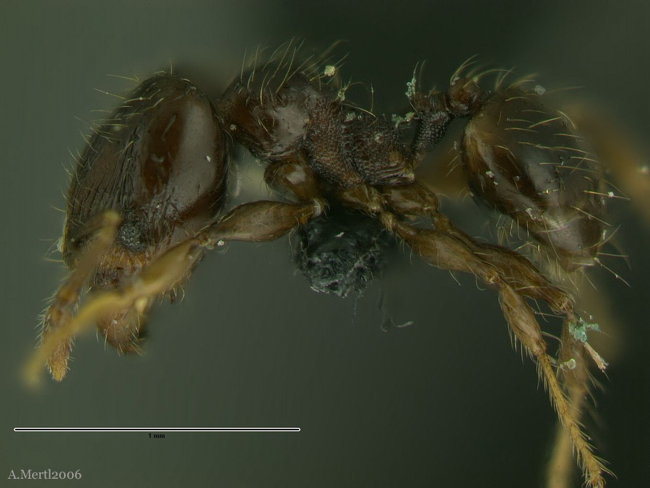 pheidole amazonica