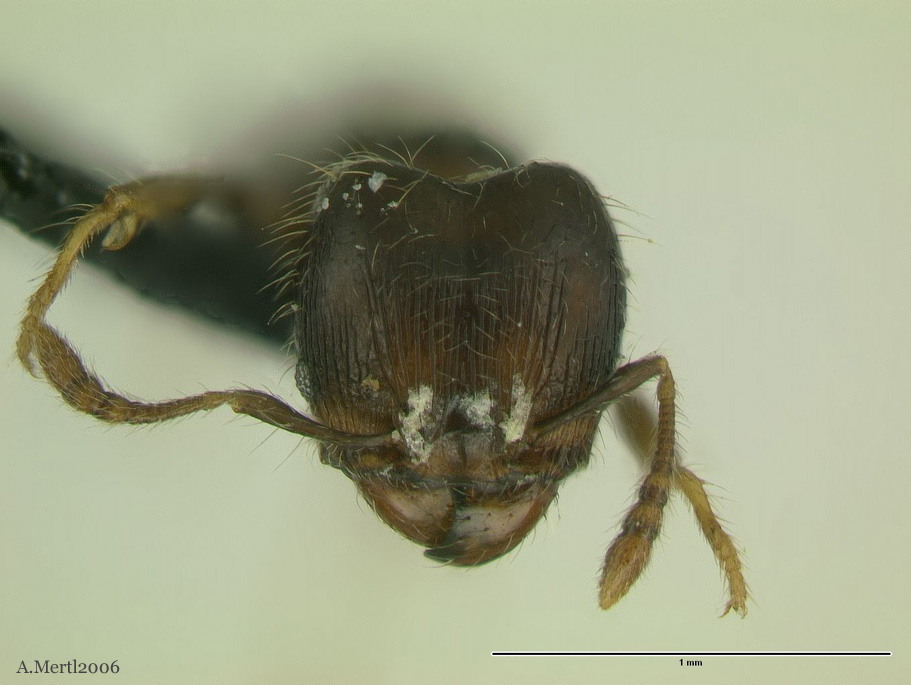 pheidole amazonica