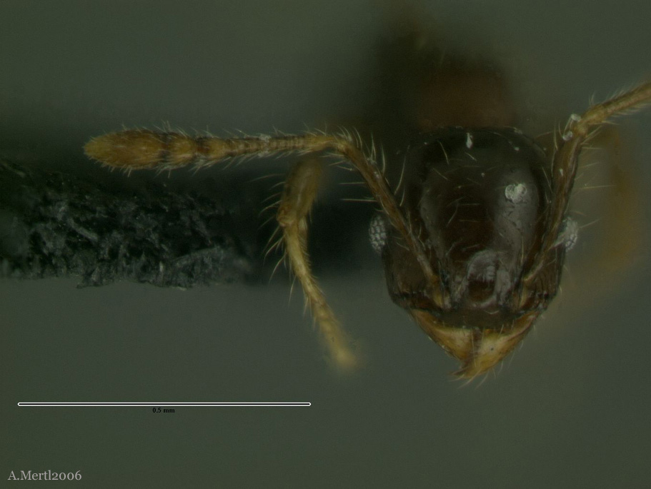 pheidole amazonica