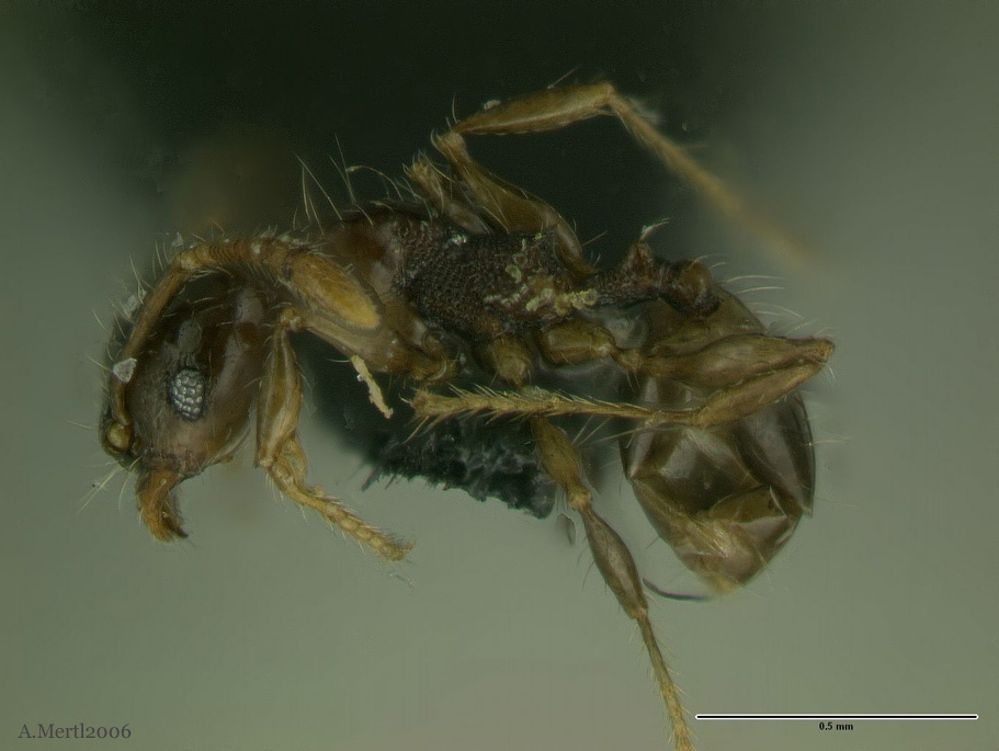 pheidole amazonica