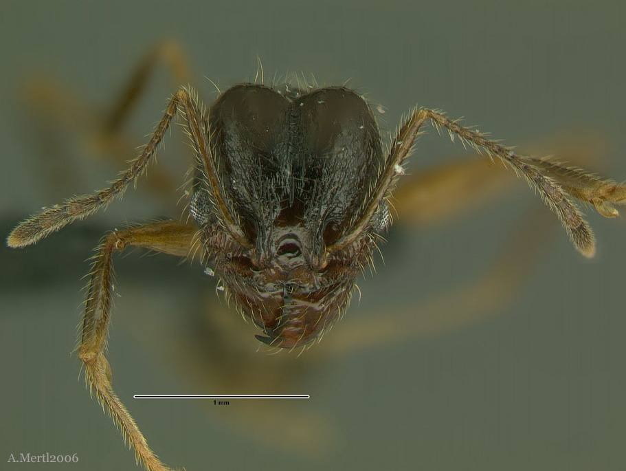 pheidole lupus