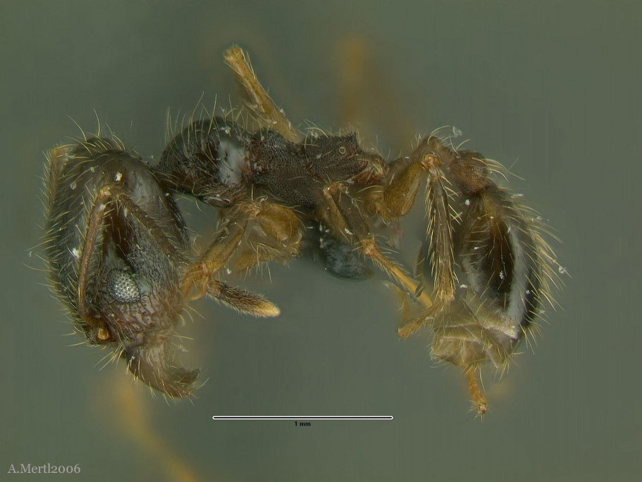 pheidole lupus