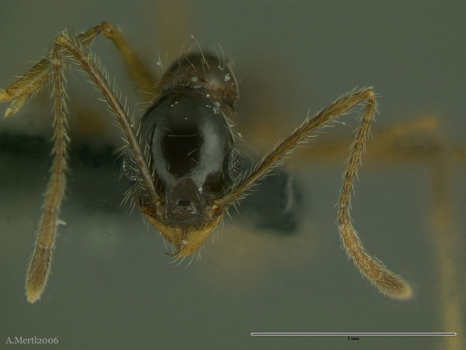 pheidole lupus