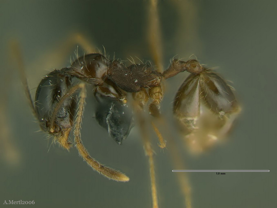 pheidole lupus