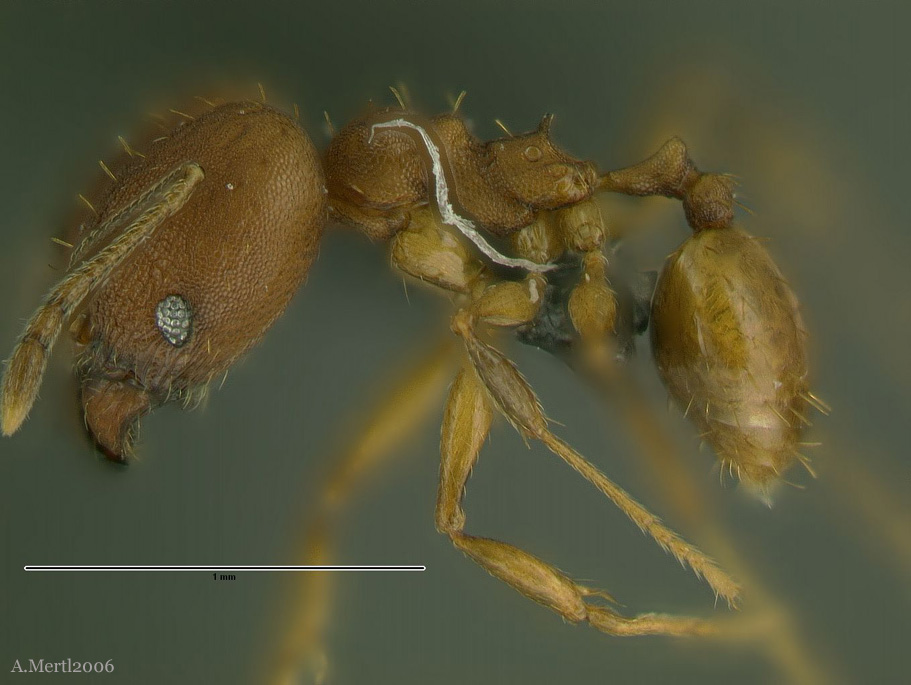 pheidole metana