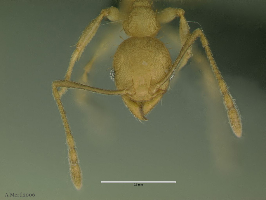 pheidole metana