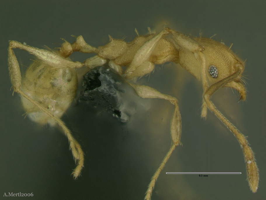 pheidole metana