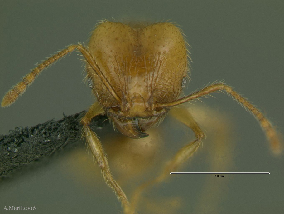 pheidole midas