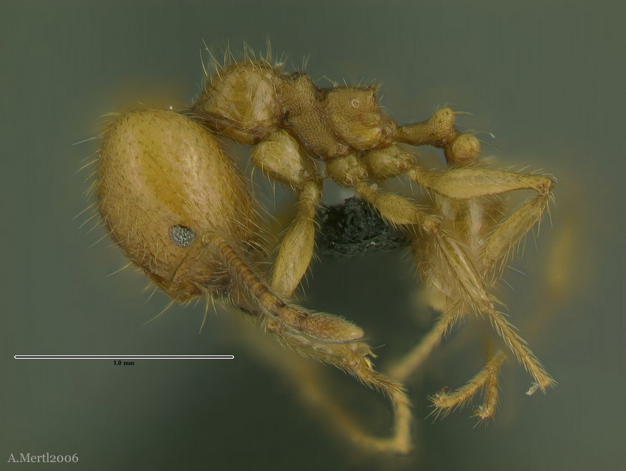 pheidole midas