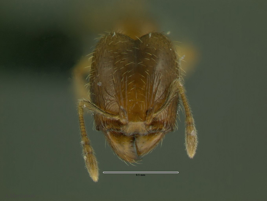 pheidole nitella