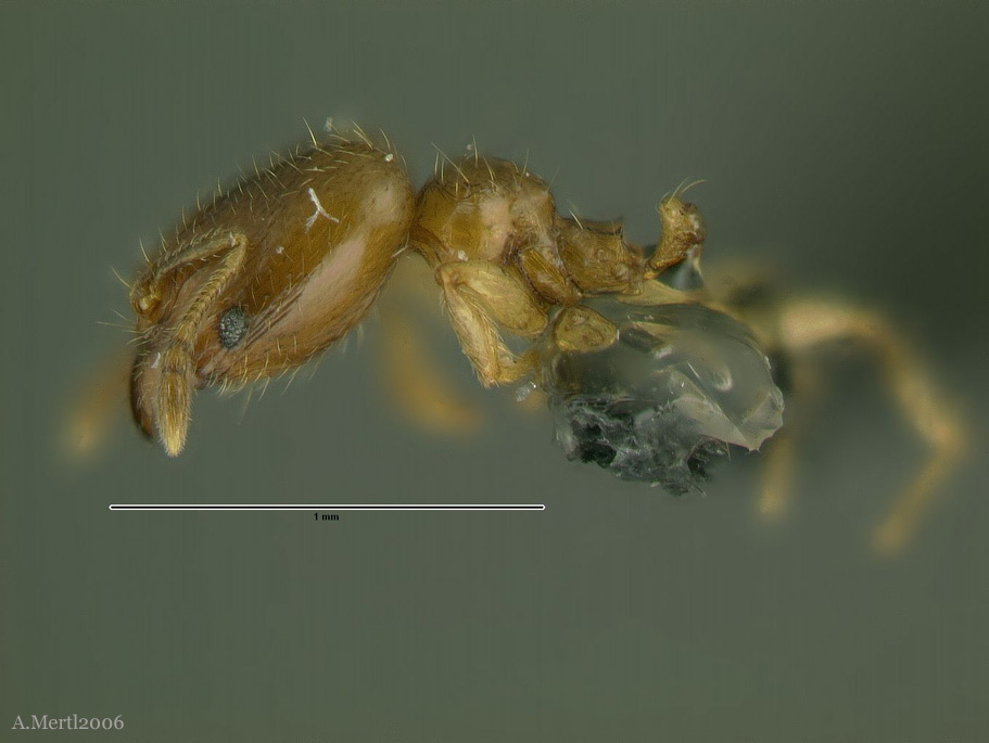 pheidole nitella