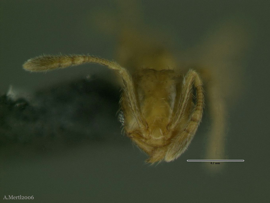 pheidole nitella