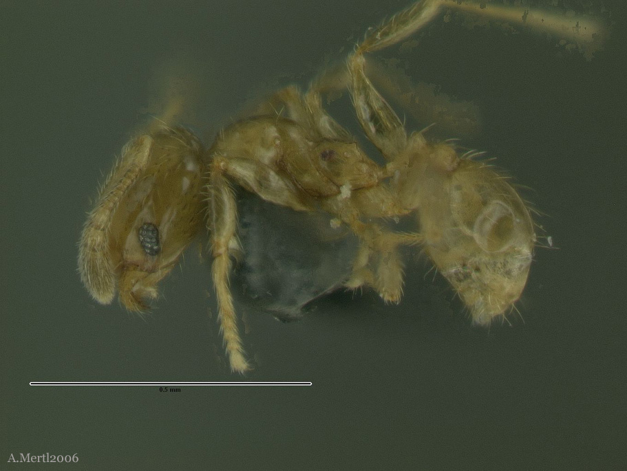 pheidole nitella