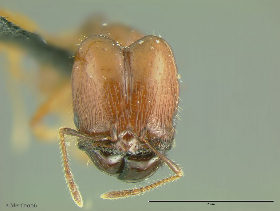 pheidole peruviana