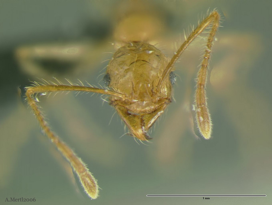 pheidole peruviana