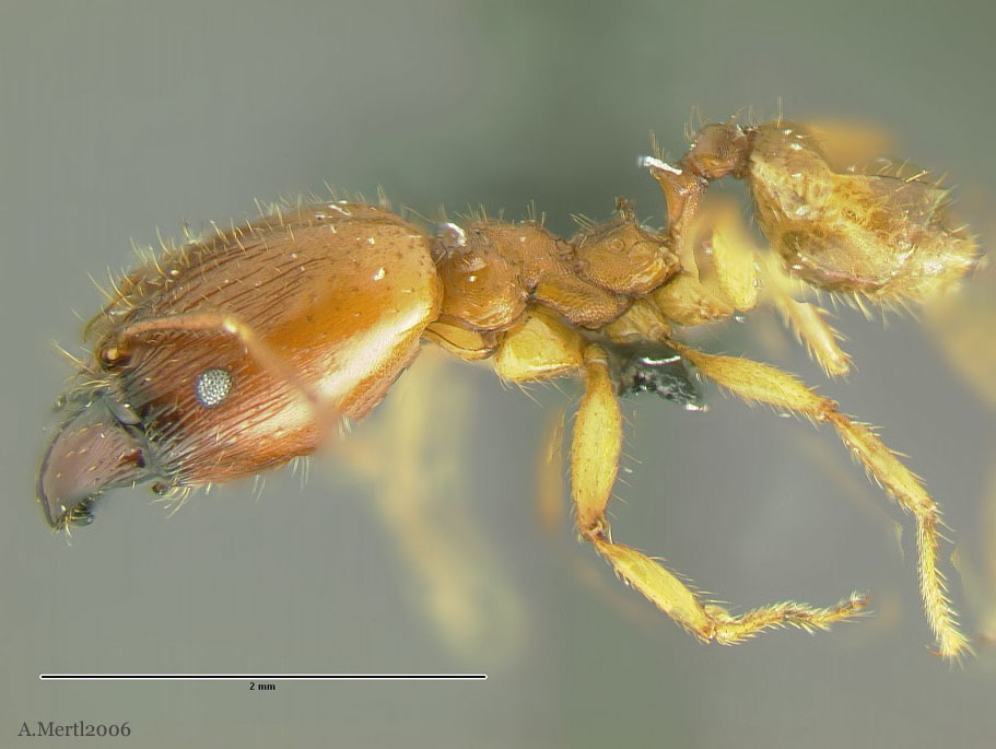 pheidole peruviana small