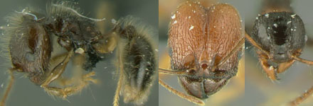 pheidole