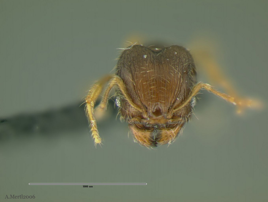 pheidole pholeops