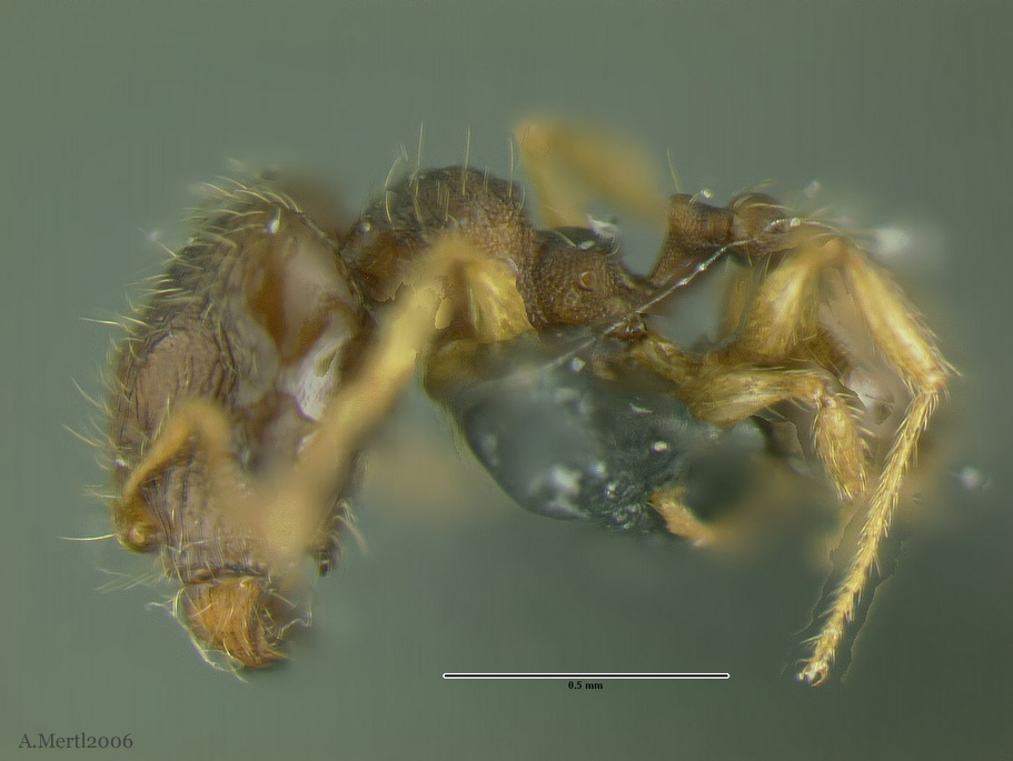 pheidole pholeops