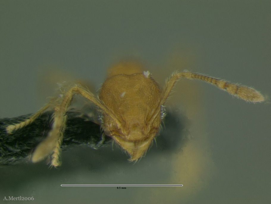 pheidole pholeops