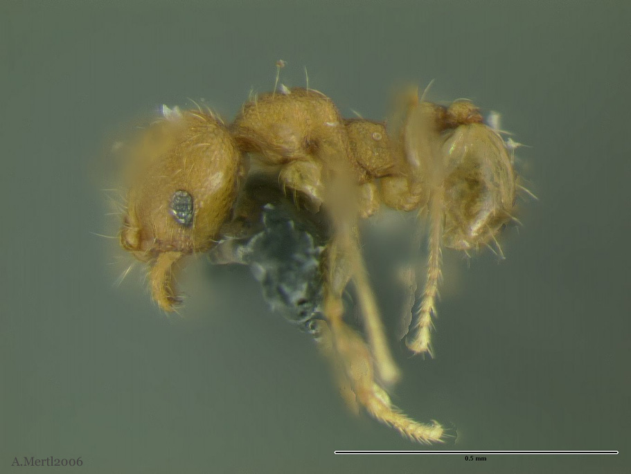 pheidole pholeops