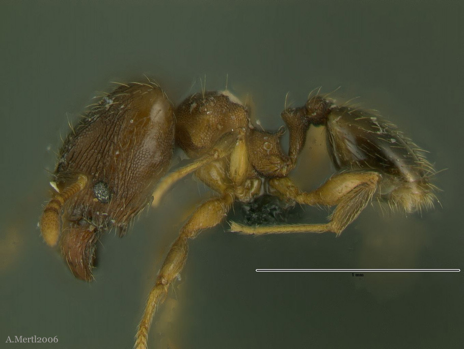 pheidole sabella