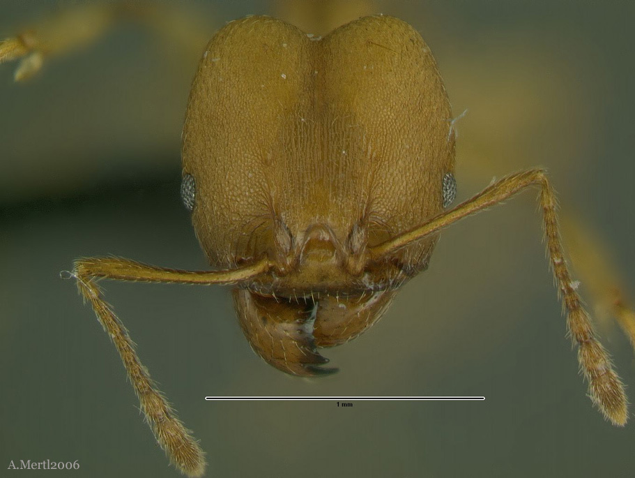 pheidole sagax