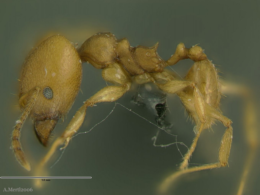 pheidole sagax