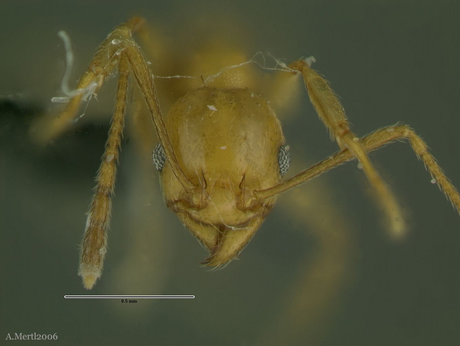 pheidole sagax