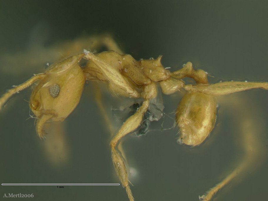 pheidole sagax